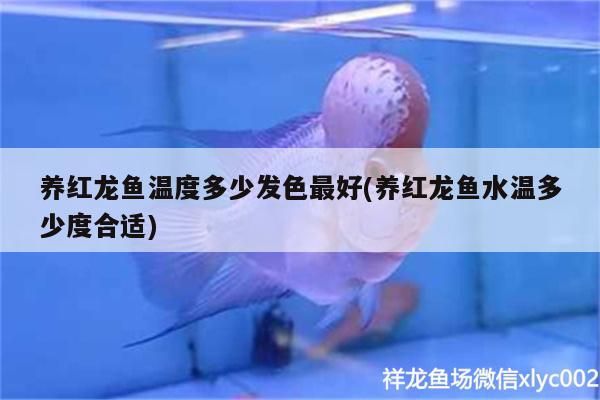 養紅龍魚溫度多少發色最好(養紅龍魚水溫多少度合適)
