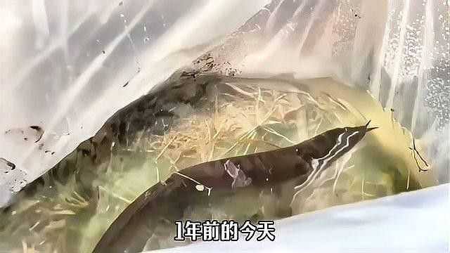 黑魚和龍魚哪個更有市場價值（黑魚和龍魚價格行情走勢()價格行情走勢）
