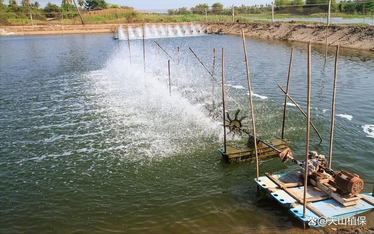 黑魚和龍魚哪個更有市場價值（黑魚和龍魚價格行情走勢()價格行情走勢）