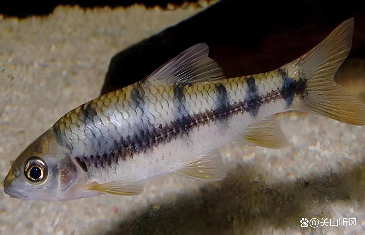 黑魚和龍魚哪個更有市場價值（黑魚和龍魚價格行情走勢()價格行情走勢）