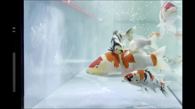 又到了開缸放魚時（中國水族館“開缸”的重要性及其對魚類生活的影響）