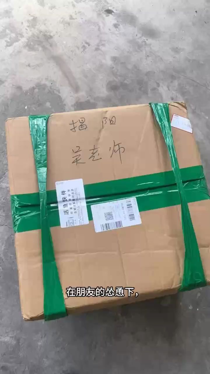 三湖慈鯛 綠龍王（三湖慈鯛綠龍王）