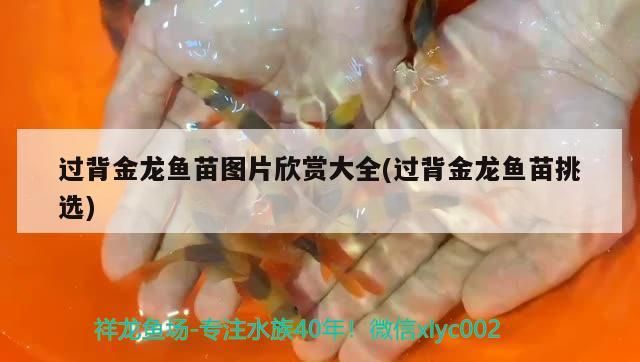 香港龍魚紀念鈔圖片及價格，香港龍魚紀念鈔價格、香港龍魚紀念鈔圖片及價格介紹