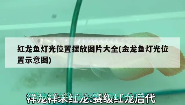 <strong><mark>香港</mark></strong>龍魚紀念鈔圖片及價格，<strong><mark>香港</mark></strong>龍魚紀念鈔價格、<strong><mark>香港</mark></strong>龍魚紀念鈔圖片及價格介紹
