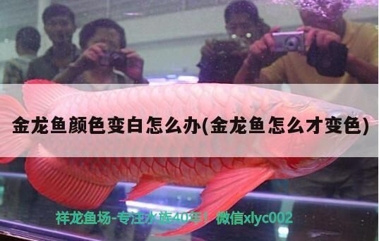 金龍魚顏色變白怎么辦(金龍魚怎么才變色)