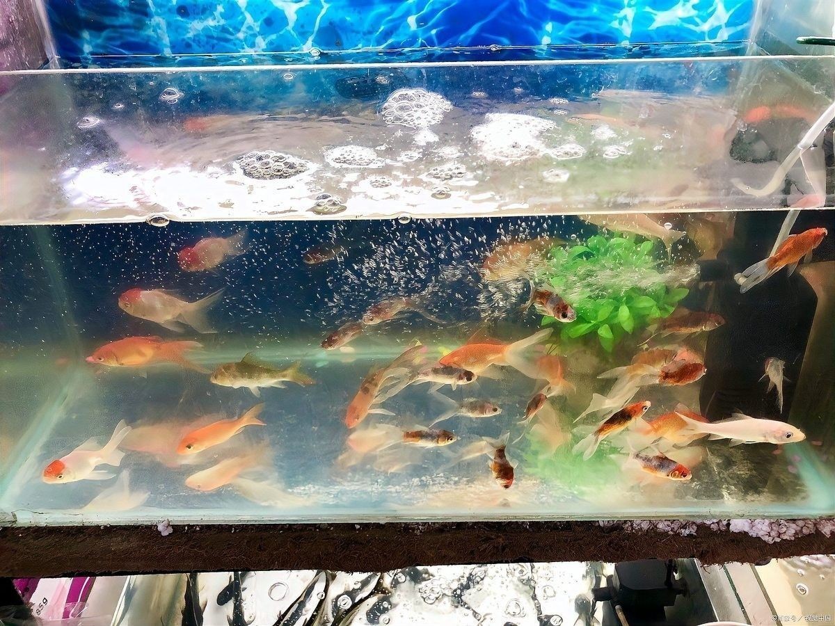 九龍魚混養(yǎng)的最佳數(shù)量是多少（九龍魚混養(yǎng)的最佳數(shù)量取決于多種因素，龍魚混養(yǎng)大揭秘）