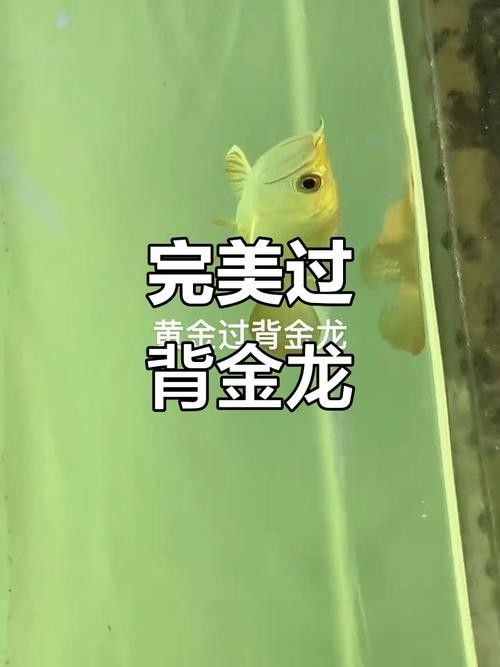 如何掃描驗證金龍魚芯片？