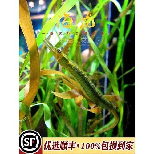 淡水海龍魚需要多大的魚缸？（海龍魚的大小應該根據以下幾個因素來確定魚缸大小）