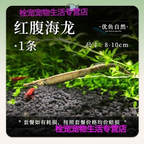 淡水海龍魚需要多大的魚缸？（海龍魚的大小應該根據以下幾個因素來確定魚缸大小）