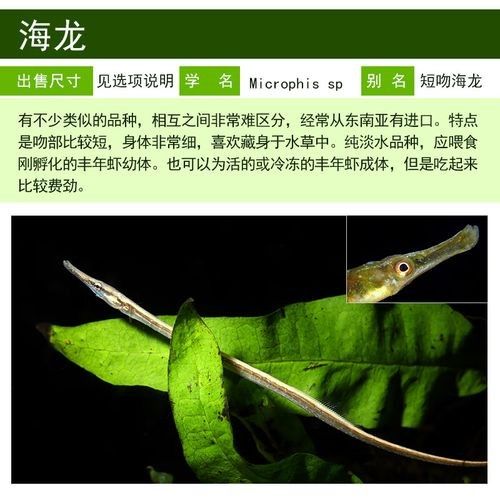 淡水海龍魚需要多大的魚缸？（海龍魚的大小應該根據以下幾個因素來確定魚缸大小）