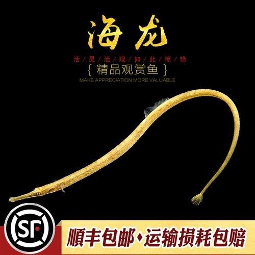 淡水海龍魚需要多大的魚缸？（海龍魚的大小應該根據以下幾個因素來確定魚缸大小）