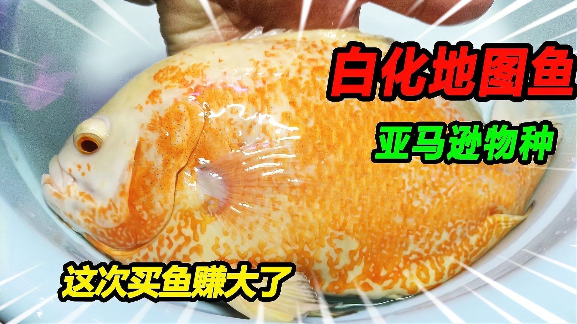 龍魚和地圖魚能混養嗎？（魚和地圖魚能否混養，龍魚和地圖魚能和什么魚一起養會比較好）