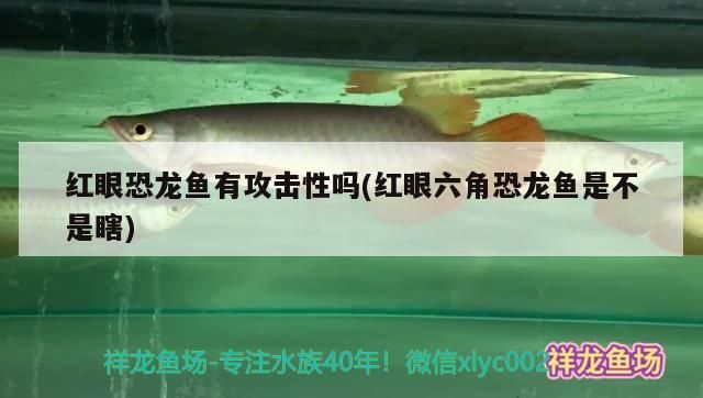 紅眼恐龍魚有攻擊性嗎(紅眼六角恐龍魚是不是瞎) 紅眼恐龍魚有攻擊性嗎(紅眼六角恐龍魚是不是瞎) 觀賞魚百科