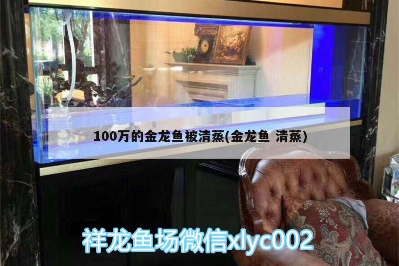 100萬的金龍魚被清蒸(金龍魚清蒸)