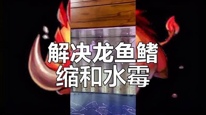龍魚縮鰭縮尾如何治療？（養魚老道龍魚縮鰭原因及應對，三種情況逐一分析）