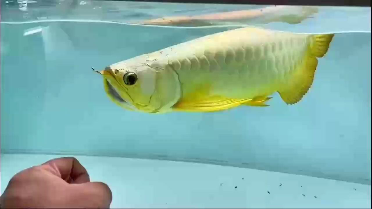 AG琥珀金炮彈頭 AG琥珀金炮彈頭 龍魚論壇