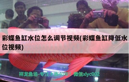 彩蝶魚缸水位怎么調節視頻(彩蝶魚缸降低水位視頻)