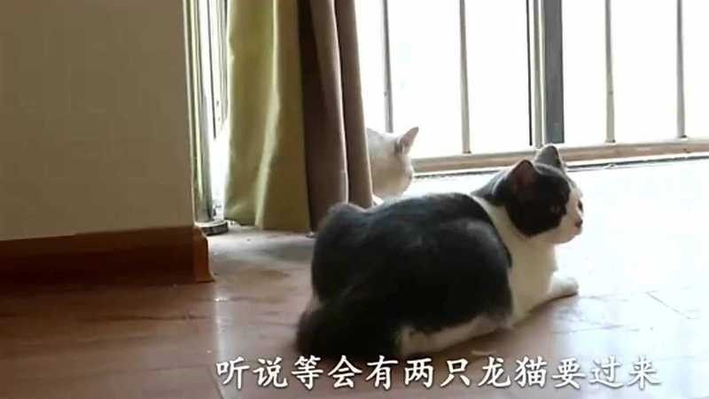 龍貓和貓打架視頻（龍貓與貓互動視頻揭示了它們之間可能存在的可能存在）