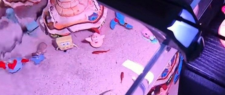 哪種品牌紅龍魚增色燈效果最好（紅龍魚增色燈品牌效果分析及推薦，紅龍魚增色燈品牌推薦）