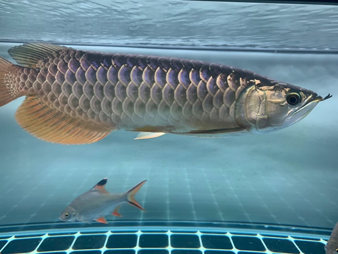 金龍（金龍的文化意義）