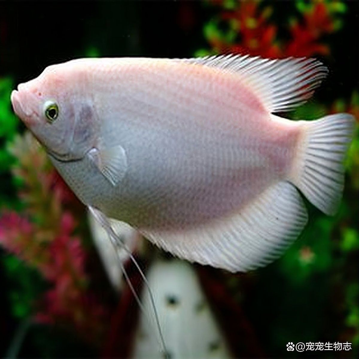 招財魚攻擊龍魚怎么辦？（招財魚攻擊龍魚怎么辦）