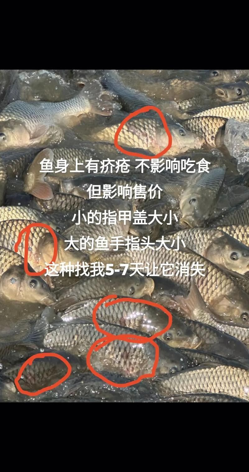 如何預防紅龍魚出現黑點？（如何預防紅龍魚出現黑點）