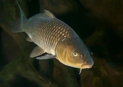 如何預防紅龍魚出現黑點？（如何預防紅龍魚出現黑點）