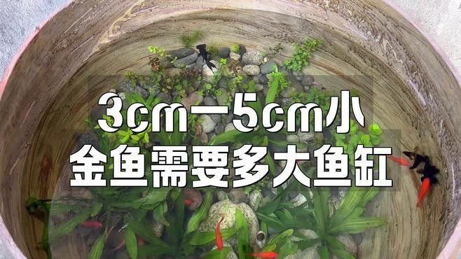 火龍魚和金魚混養需要多大的魚缸
