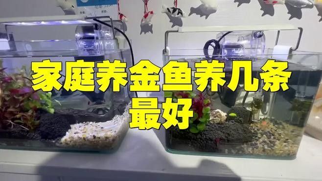 火龍魚和金魚混養需要多大的魚缸