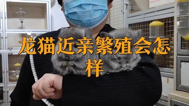龍貓多久繁殖一次