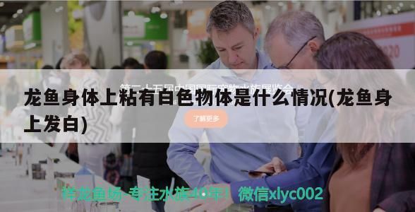 和龍魚搭配的魚有哪些(和龍魚混養最搭配的魚是什么魚)