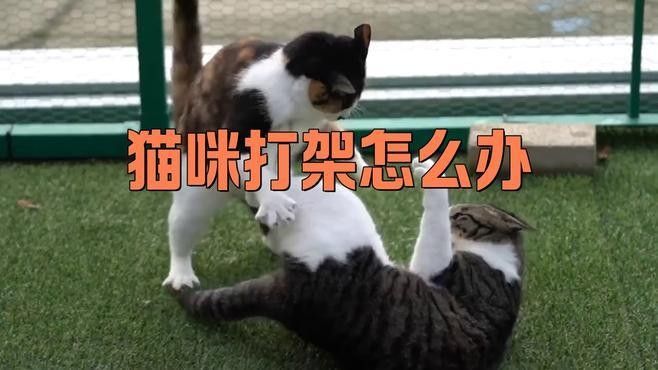混養時如何避免打斗？（養寵物時如何避免打斗）