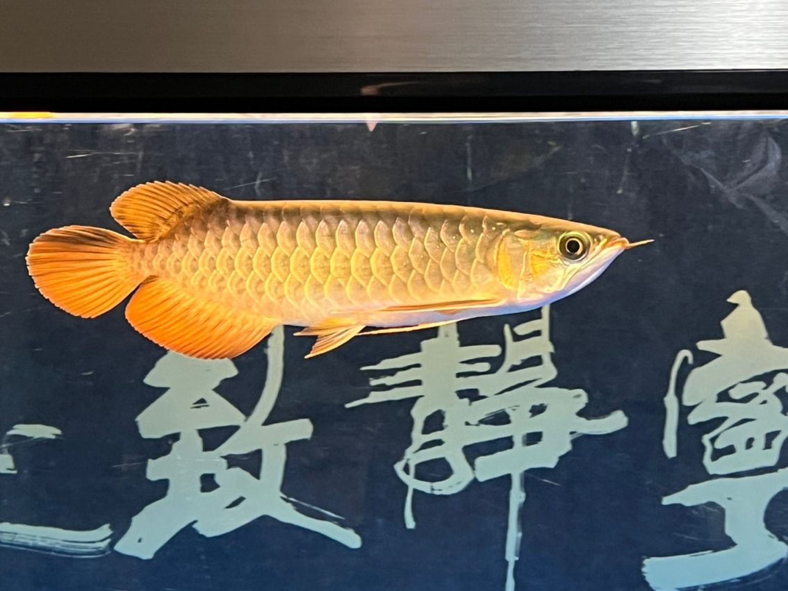 入缸7個月（_阿銀評論：“入缸7個月”是一個富有內(nèi)涵的概念）