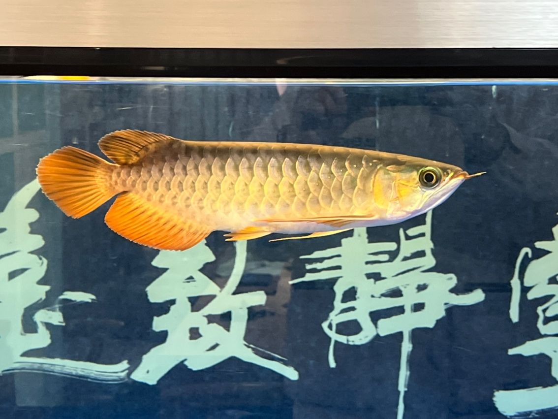 入缸7個月（_阿銀評論：“入缸7個月”是一個富有內(nèi)涵的概念）