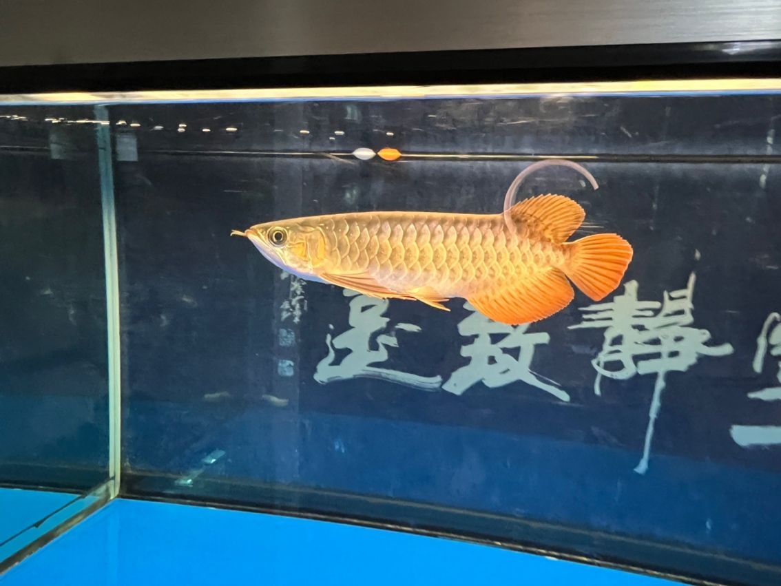 入缸7個月（_阿銀評論：“入缸7個月”是一個富有內(nèi)涵的概念）