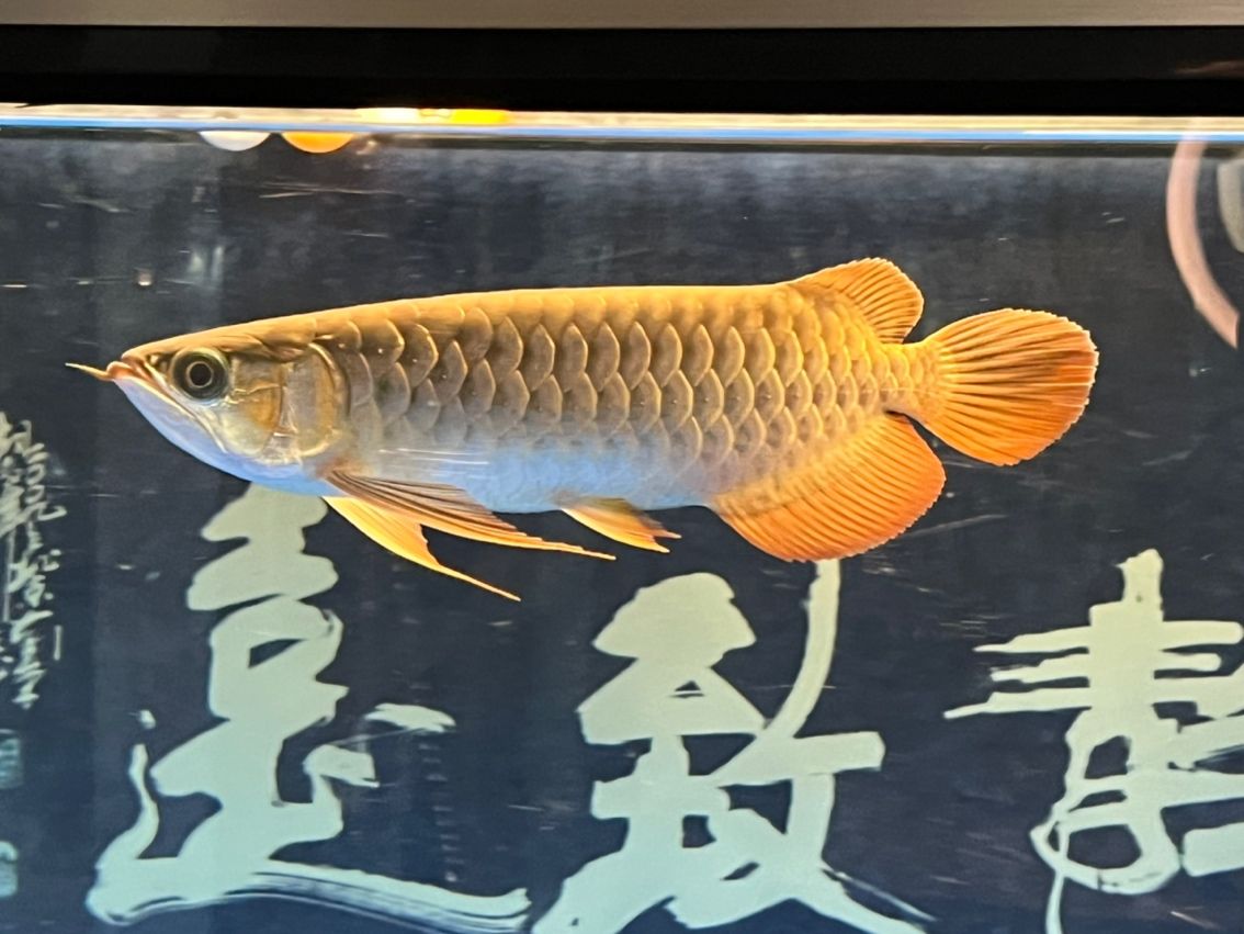 入缸7個月（_阿銀評論：“入缸7個月”是一個富有內涵的概念）