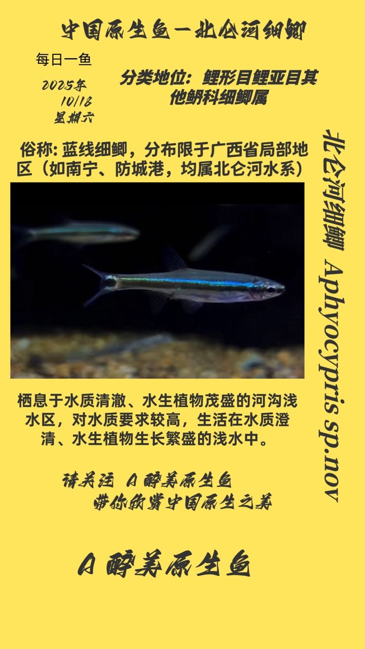 北侖河細(xì)鯽（中國淡水魚類中的一種鯽魚，肉質(zhì)細(xì)膩、味道鮮美而聞名）