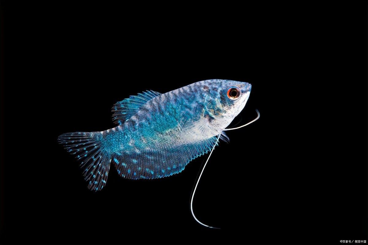 哪種配方更適合曼龍魚成魚？