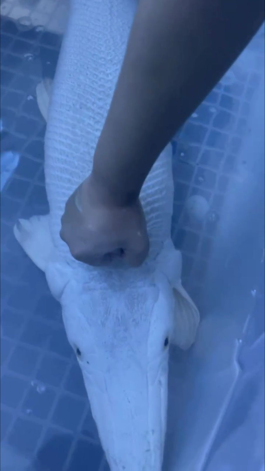 魚之大一箱裝不下