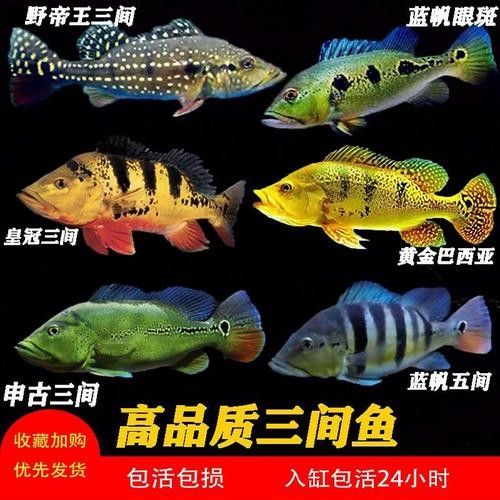巴西亞魚的價格是多少？（巴西亞魚的價格一般多少？）