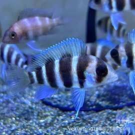 巴西亞魚的價格是多少？（巴西亞魚的價格一般多少？）