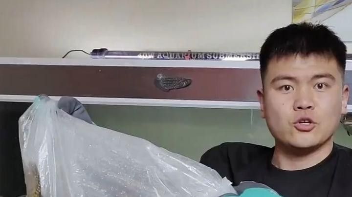 巴西亞魚的價格是多少？（巴西亞魚的價格一般多少？）