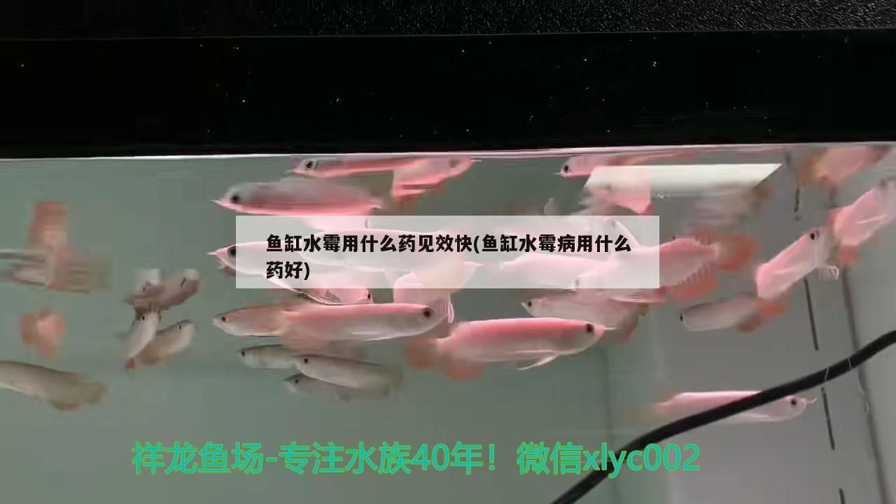 魚缸水霉用什么藥見效快(魚缸水霉病用什么藥好)