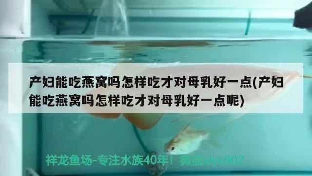 產婦能吃燕窩嗎怎樣吃才對母乳好一點(產婦能吃燕窩嗎怎樣吃才對母乳好一點呢)