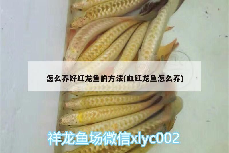 怎么養好紅龍魚的方法(血紅龍魚怎么養)