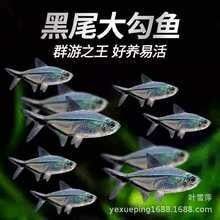 如何在淘寶上找到和興龍魚？