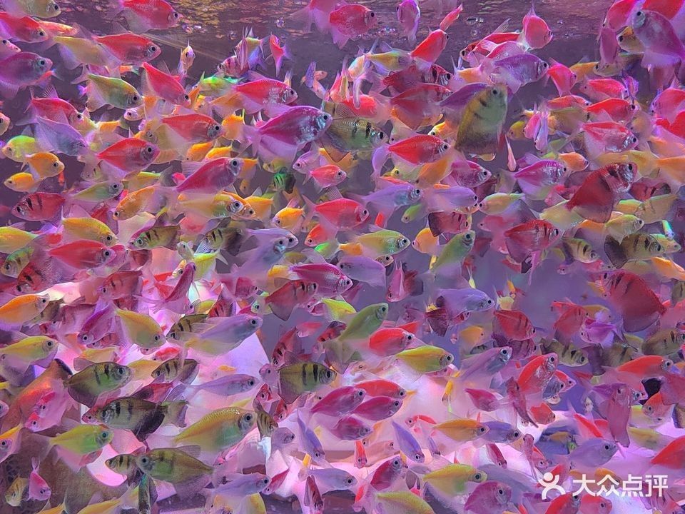 嘉興還有哪些水族市場