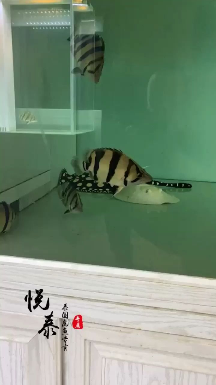 廣州觀賞魚批發(fā)市場缺乏完美（廣州觀賞魚批發(fā)市場缺乏完美廣州觀賞魚批發(fā)市場）
