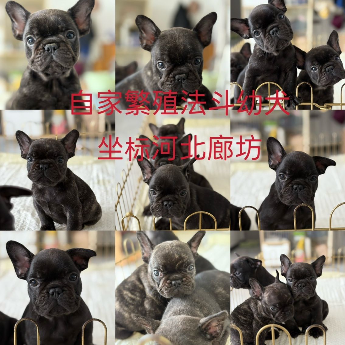 黑虎斑法斗 黑虎斑法斗 龍魚論壇