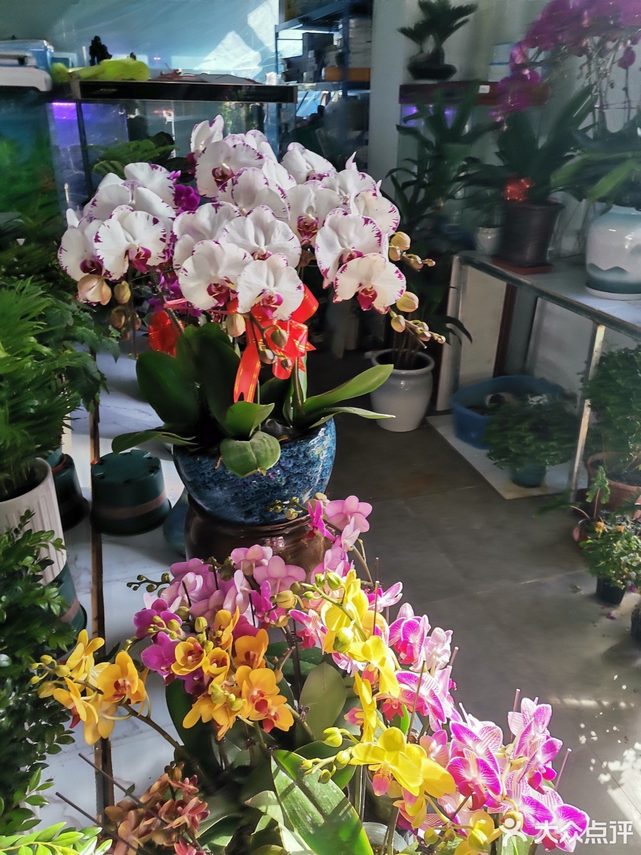 大發花鳥魚市場的聯系方式是什么？（北京大發花鳥魚市場的聯系方式旨在提供關于大發花鳥魚市場的聯系信息） 大發花鳥魚市場的聯系方式是什么？（北京大發花鳥魚市場的聯系方式旨在提供關于大發花鳥魚市場的聯系信息） 龍魚百科 第2張